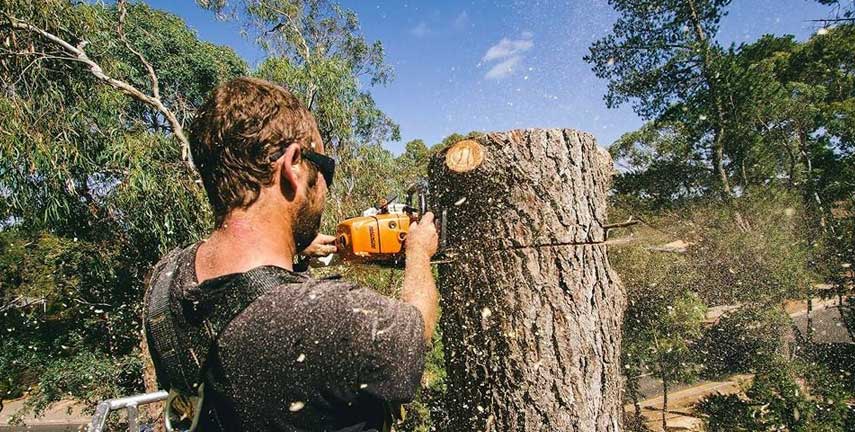 Gardening Services Woodcroft, Tree Removal Morphett Vale, Tree Felling Aberfoyle Park, Gardening Services Adelaide