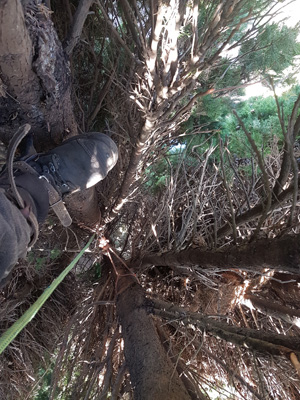 Mulching Woodcroft, Tree Pruning Adelaide, Tree Removal Morphett Vale, Tree Services Happy Valley, Stump Grinding Aberfoyle Park